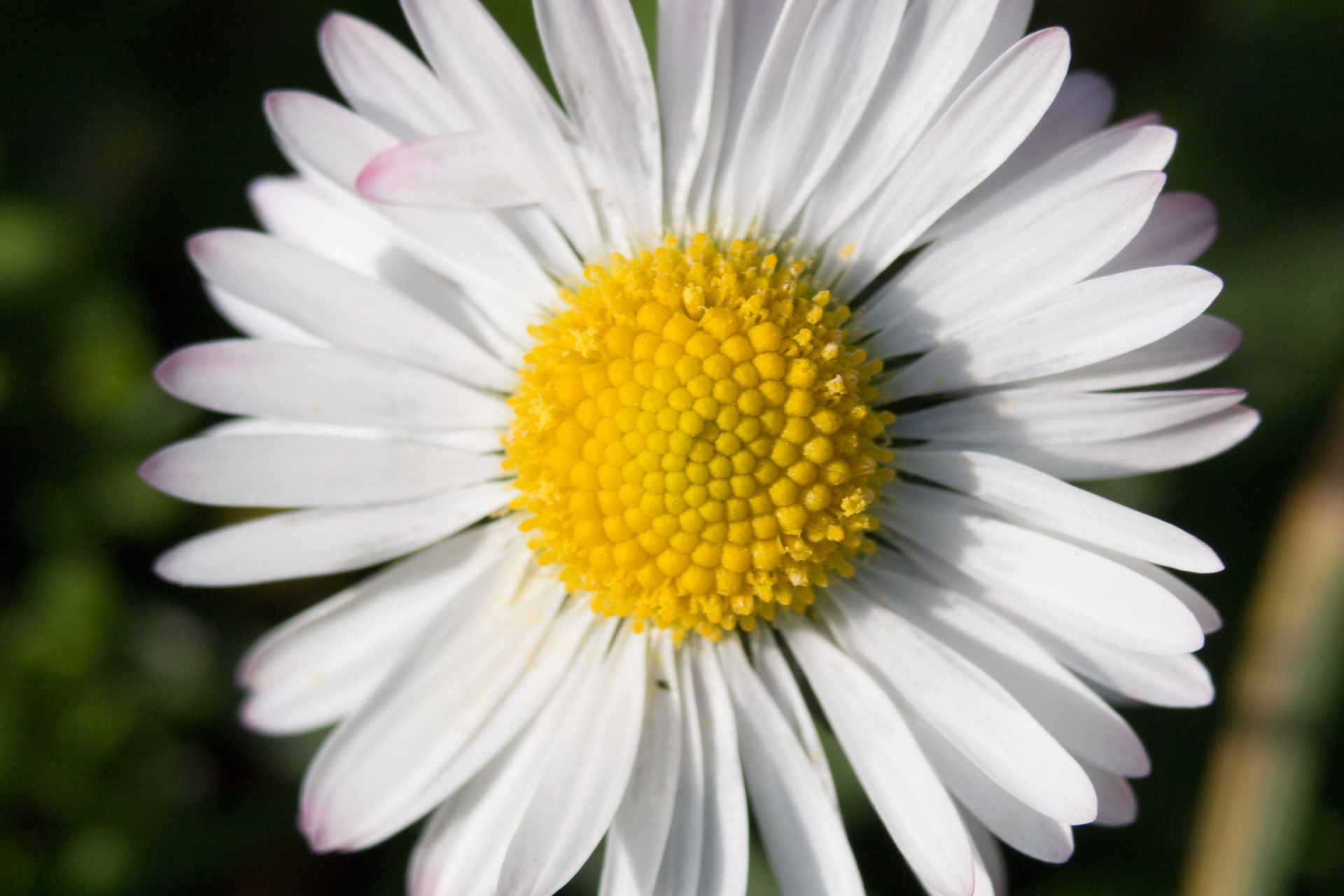 L' Oeil Noir Photographie
